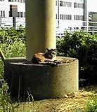 歩道橋下の猫.jpg
