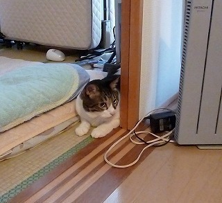 どら猫様確認ページ javanfit.com