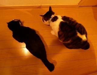 どら猫様確認ページ javanfit.com